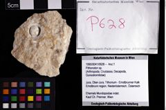 Foto (Objket + Etiketten) von Pithonoton sp. 